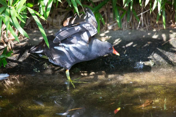 Ein Vogel Frisst Ein Stück Wasser — Stockfoto