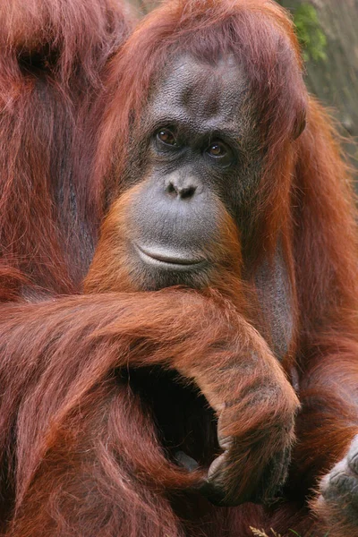 Close Orangutan — Stock Photo, Image