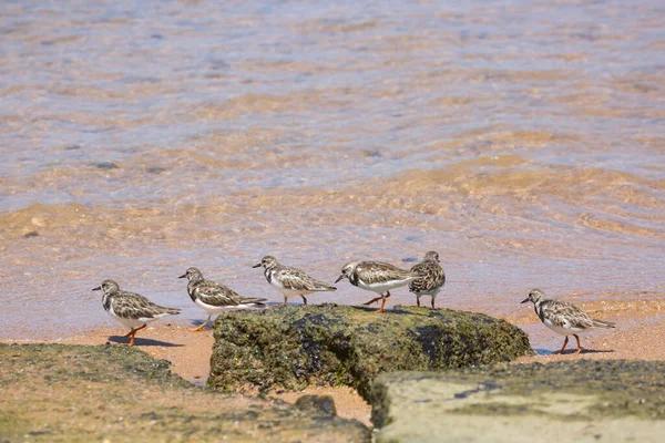 Gregge Voltagabbana Interpreta Arenaria Passeggiando Lungo Litorale Cerca Cibo — Foto Stock