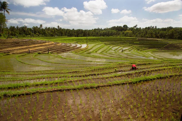 Çeltik tarlaları ya da pirinç bitkilerinin yetiştiği Sawa arazisi