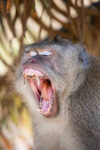 Portrét Nervózního Zívajícího Kraba Jíst Nebo Dlouhoocasého Makaka Macaca Fascicularis — Stock fotografie