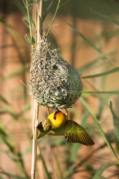 Oiseau Dans Nid — Photo