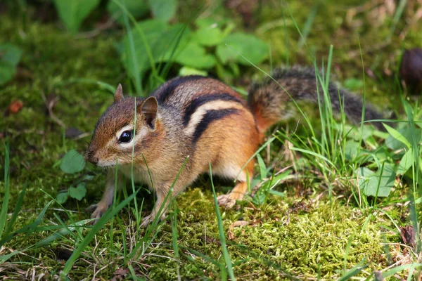 Gros Plan Écureuil Mignon — Photo