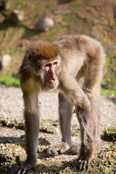 Macaco Japonês Macaca Fuscata Olhando Arround — Fotografia de Stock