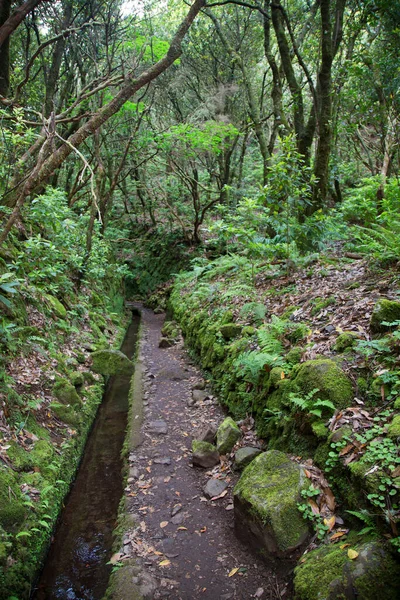Ormanın güzel manzarası