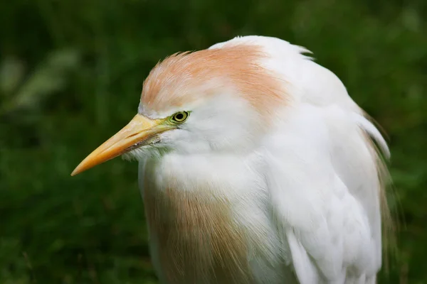 Pohled Bílého Koereigera — Stock fotografie