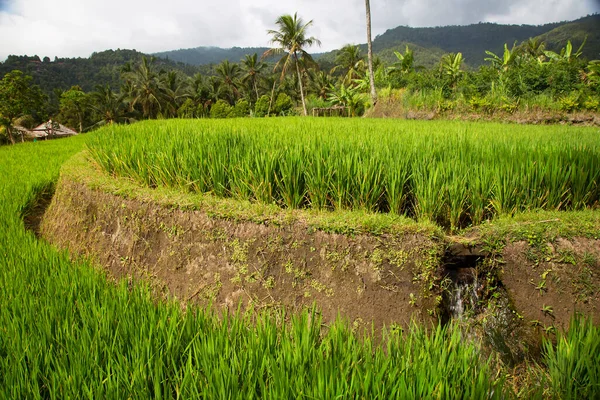 Paddy Fields Sawa Landscape Growing Rice Plants — Stock Photo, Image