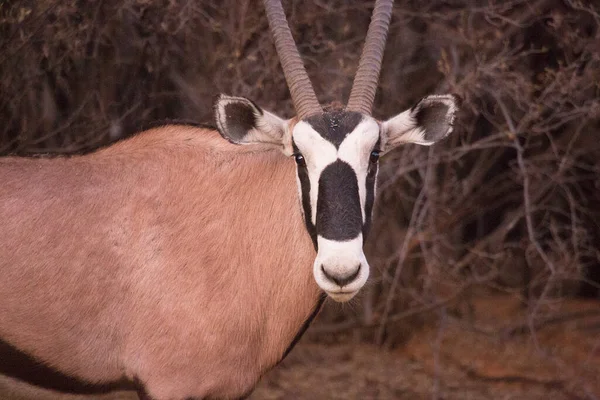 Manada Gemsbok Oryx Sul Africano Oryx Gazella Caminhando Pastando Grama — Fotografia de Stock