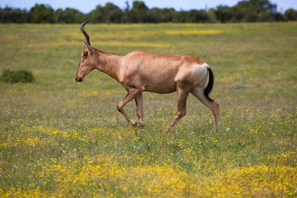 Vista Dell Antilope Selvatica Nella Savana — Foto Stock