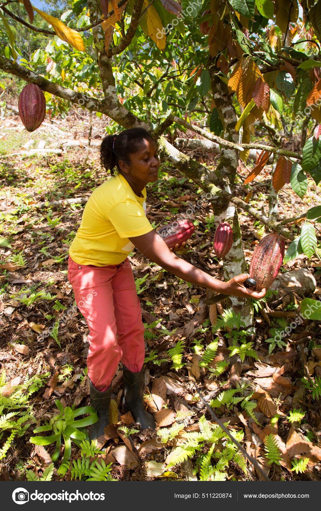 Woman Picking Cacao Beans Harvest Travel Shot Stock Editorial Photo