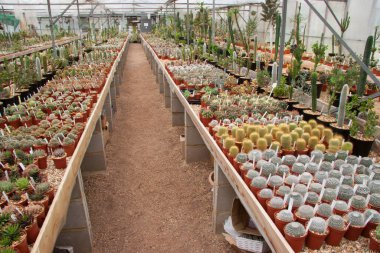 Serada sıralanmış yeşil kaktüsler.