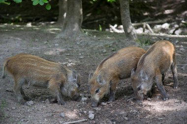 Ormandaki kahverengi kurdun yakın plan fotoğrafı.