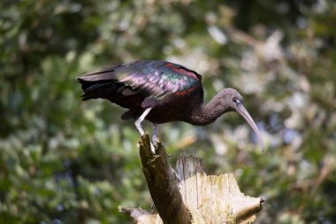Parlak aynak, Plegadis Falcinellus, kırık ve ölü bir bagajın üstünde duruyor.