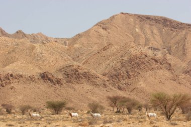 Palamut boynuzlu antilop sürüsü, Oryx dammah, Sahra Çölü 'ndeki korkunç önlüklerin arasında yürüyorlar.