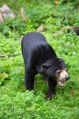 Güneş ayısı doğal yaşam alanında