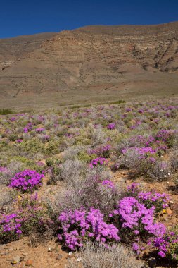 Arkasında dağlar olan güzel bir manzara.