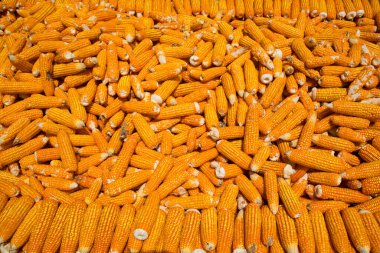 Kurumak için güneşte yatan mısırlar ve tarladan toplanan taze mahsuller.