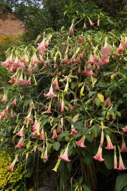 Meleğin trompeti, brugmansia aurea, çalılıklarda asılı duran çiçekler.