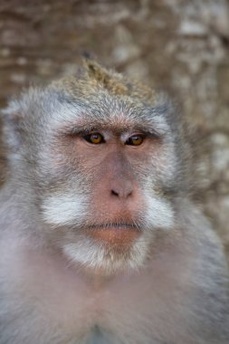 Yengeç yiyen ya da uzun kuyruklu macaque, Macaca fascicularis, bölgeyi rahatça gözlemliyor.