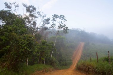 Tropikal ormandan geçen güzel bir yol manzarası
