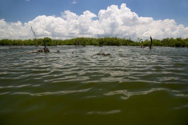 Alçakta uzanan orman, ölü ağaçlar ve kütüklerle sonuçlanır.
