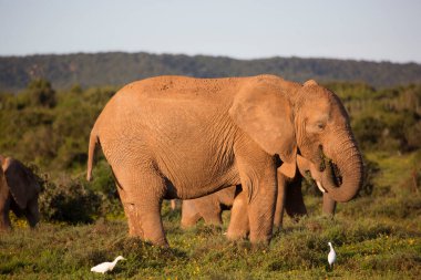 Afrika savan fillerinin aile sürüsü çim tarlalarında sarı yabani çiçeklerle otluyor.