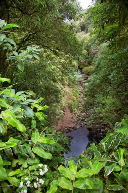 Tropikal ormandaki küçük göl manzarası