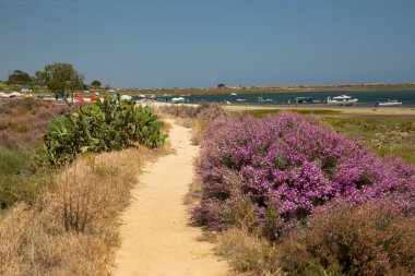 Kum yolu boyunca büyüyen büyük bir kıyı dikenli armut kaktüs grubu