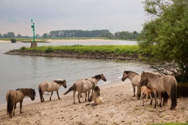 Hollanda kıyıları boyunca başıboş gezen vahşi Konik atları sürüsü.