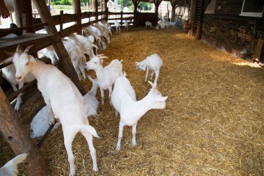 Çiftlikte bir keçi sürüsü