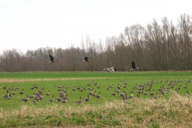 Doğada uçan Kolganlar