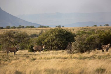 Antiloplar dağlarda otlar.