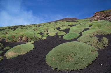 Etna Dağı 'nın krater kenarı lav tarlaları ve dik yamaçlar. Çakıl taşlarıyla kaplı. Güçlü öncü bitkiler tarafından büyütülmüş.