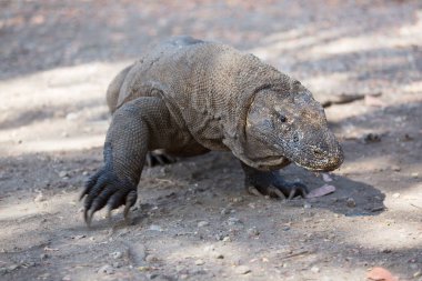 Komodo ejderhasının doğal ortamdaki yakın çekimi.