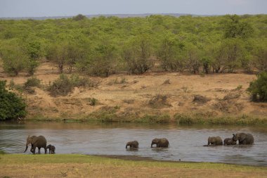 Kenya savanındaki filler