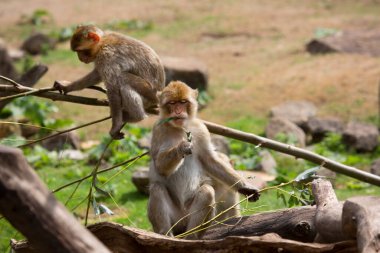 Bir kayanın üzerinde şirin bir maymun resmi.