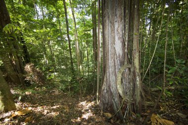 Ormandaki yemyeşil yemyeşil