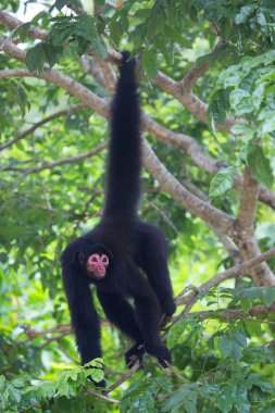 Kırmızı yüzlü örümcek maymunu, Ateles paniscuscaught, doğal ortamında