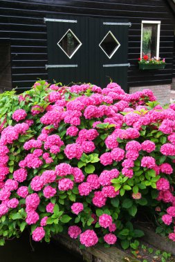 Bahçedeki güzel çiçekler