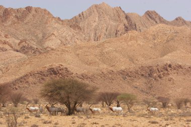 Dağlardaki güzel manzaranın manzarası