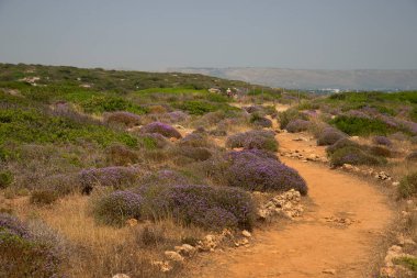 Çölde güzel çiçekler