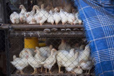 Kafesteki bir grup genç tavuğun görüntüsü
