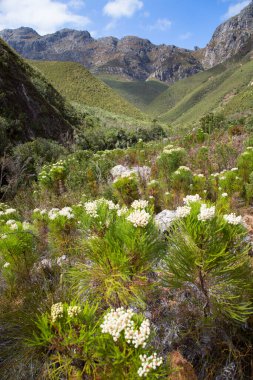 Dağları ve mavi gökyüzü olan güzel bir manzara. 