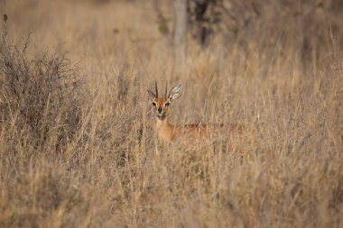Botswana 'daki Kruger Ulusal Parkı' nda beyaz kuyruklu geyik geyiği.