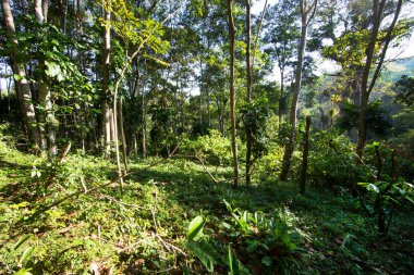 Güzel botanik çekimi, tropik yeşillik