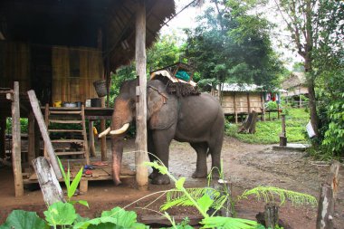 Filler üzerine geleneksel Tayland turu 