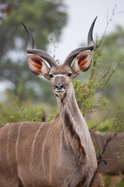 Erkek ya da boğa daha büyük kudu Tragelaphus strepsiceros 'un çalıların arasında duruşu.