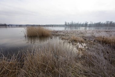 Kar ve ağaçlarla kaplı kış manzarası