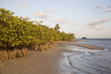 Yeşillikli güzel tropikal sahil manzarası