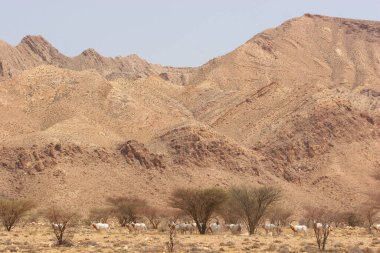Palamut boynuzlu antilop sürüsü, Oryx dammah, Sahra Çölü 'ndeki korkunç önlüklerin arasında yürüyorlar.